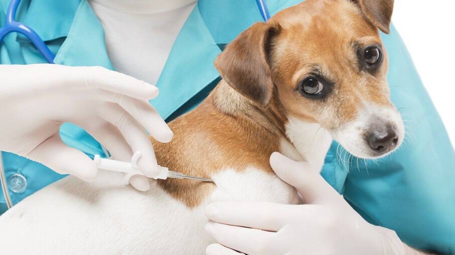 Cães de Formiga deverão ter identificação por microchip: nova lei reforça segurança e bem-estar animal