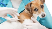 Cães de Formiga deverão ter identificação por microchip: nova lei reforça segurança e bem-estar animal