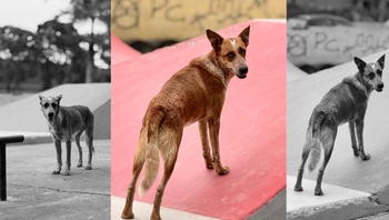 Câmara de Formiga promove audiência pública para debater ataques de cães de rua